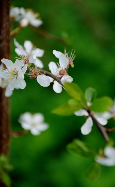 blomster blomster