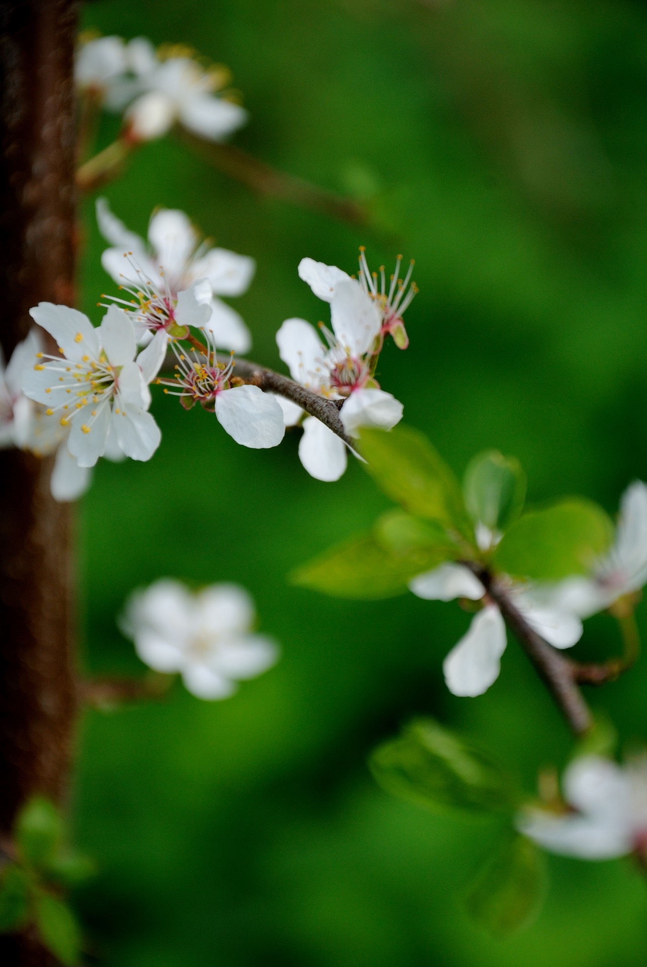 blomster