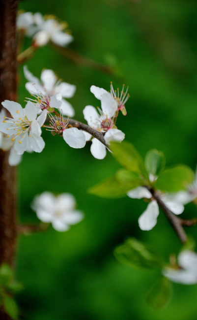 blomster