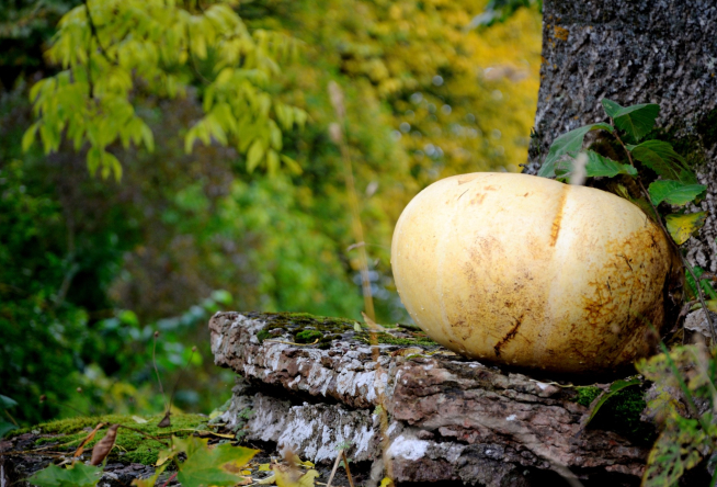 fall-pumpkin